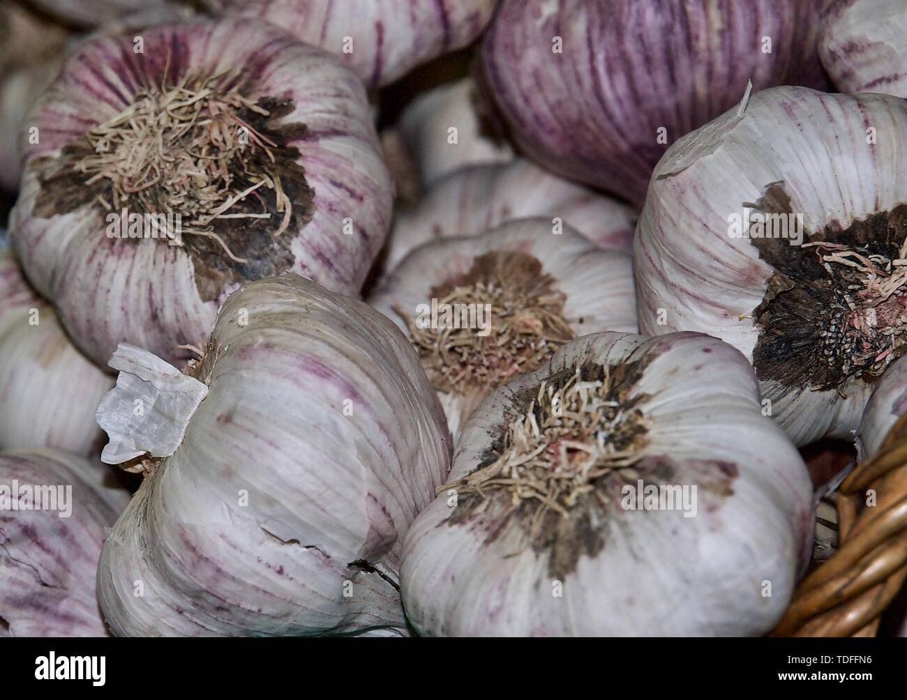 Makro von Pink frische ganze Knollen Knoblauch Stockfoto