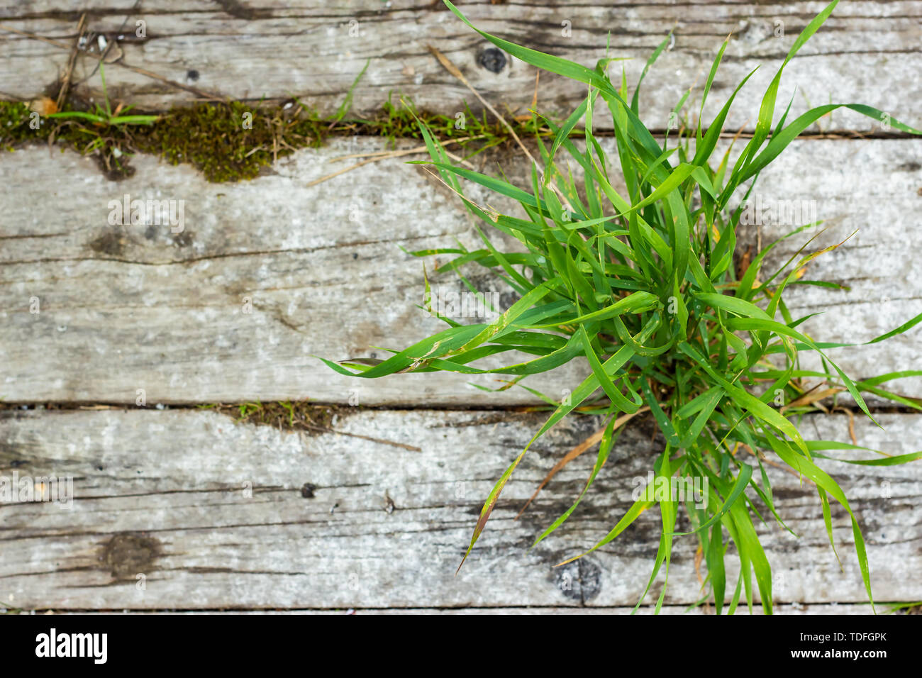 Textur von alten Holz und Gras. Natürliche Hintergrund für Design, Bildschirmschoner Stockfoto