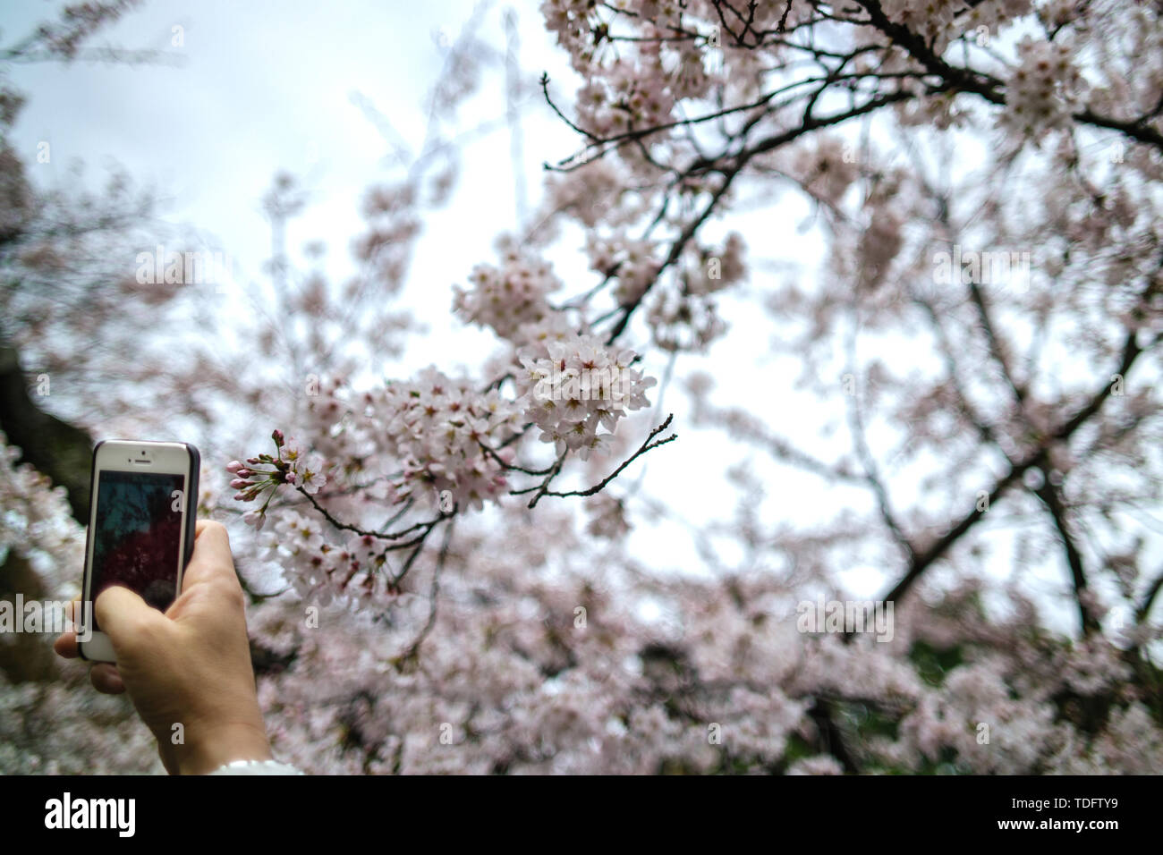 Die Menschen beobachten, wie die Kirschblüten im Rikugi-en Park Tokyo, Japan blühen Stockfoto