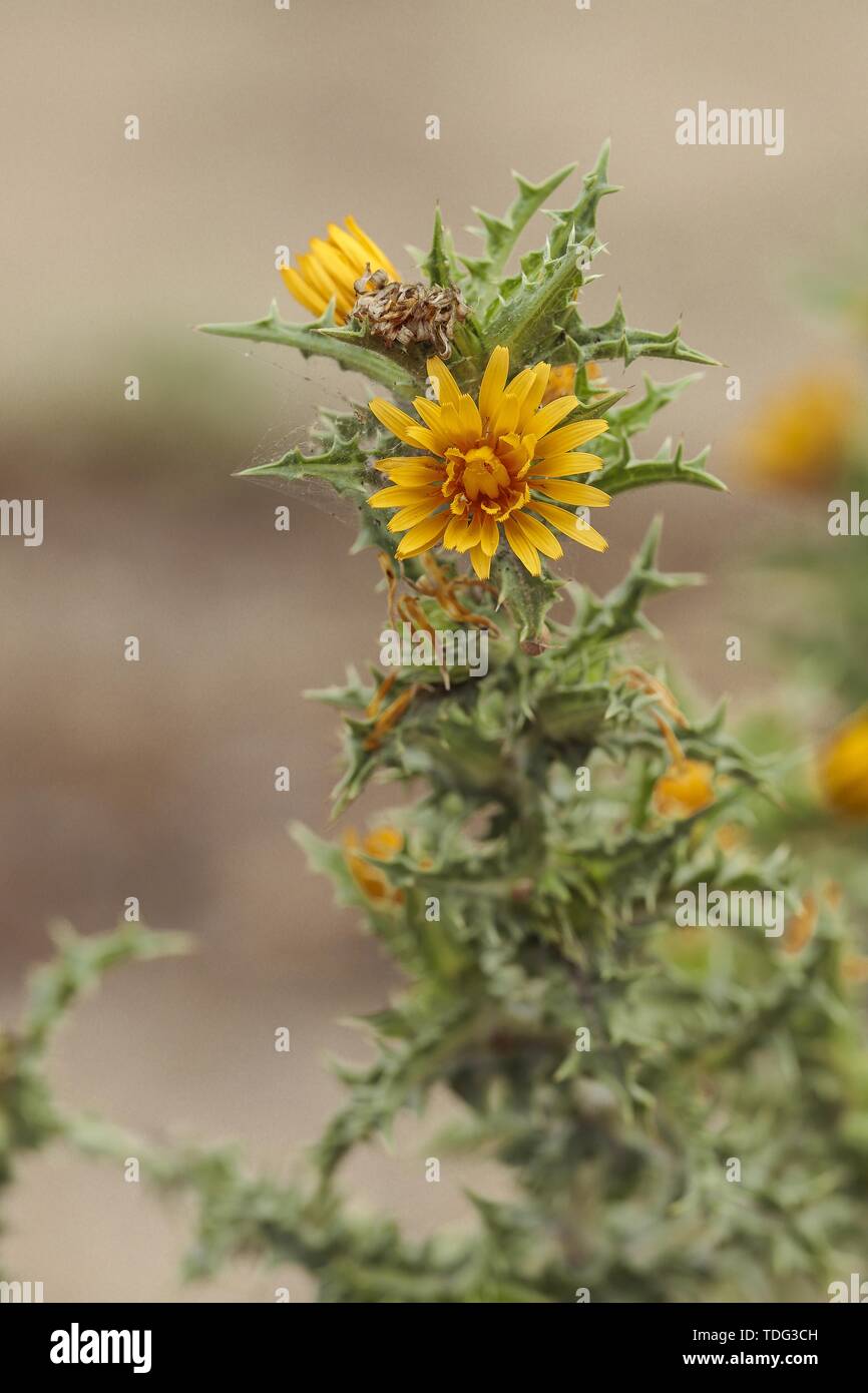 Colymus hispanicus, die spanische Austerndistel, die gemeinsame goldene Distel, Stockfoto