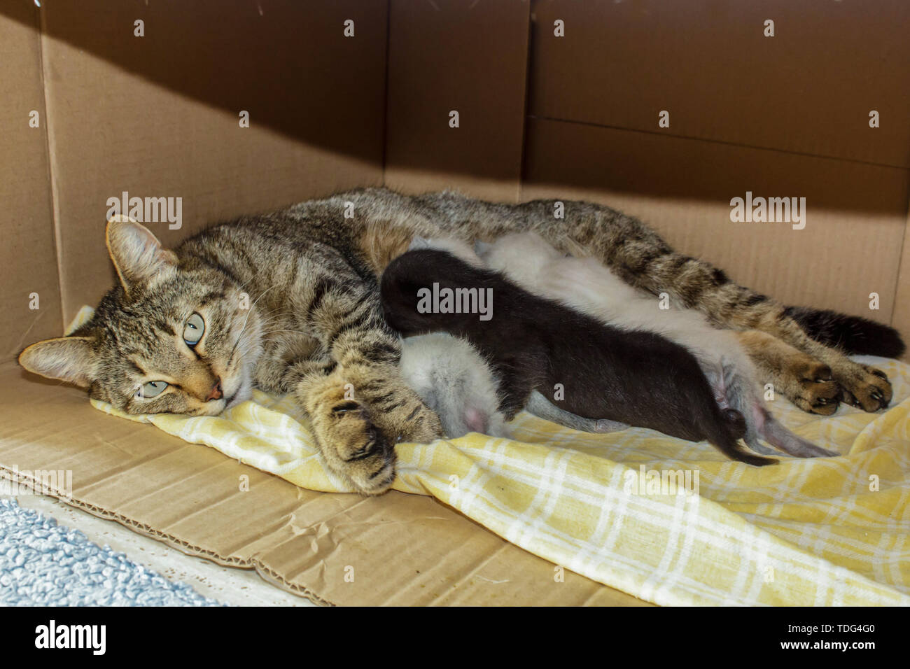 Wunderschöne Hauskatze mit Neugeborenen Neugeborene Kätzchen Kätzchen schlafen in den Carton House. Stockfoto