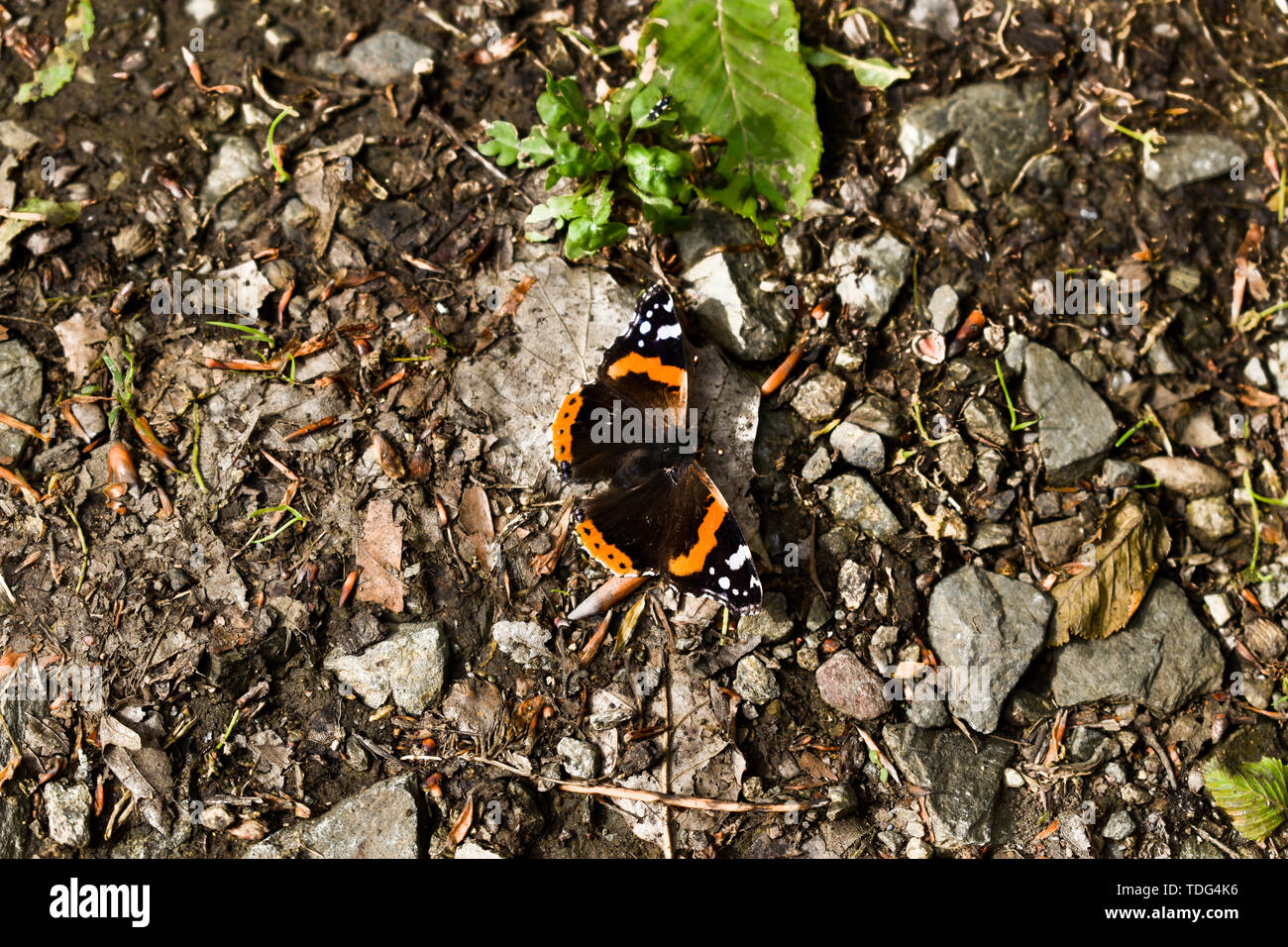Nahaufnahme der Schmetterling auf dem Boden im Wald. Im Hintergrund der Boden, Steine, Laub, Blätter. Stockfoto