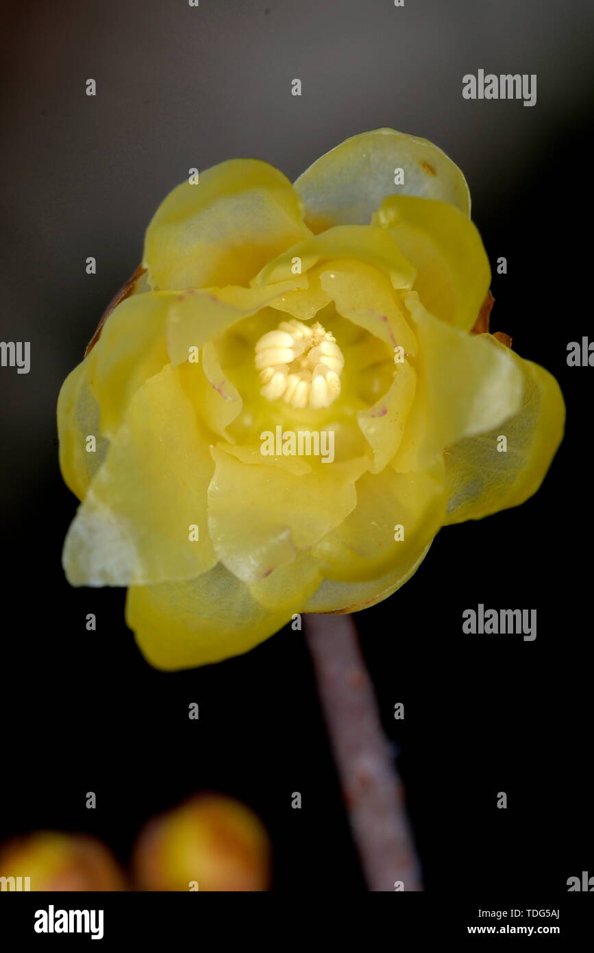 Plum flower Stockfoto
