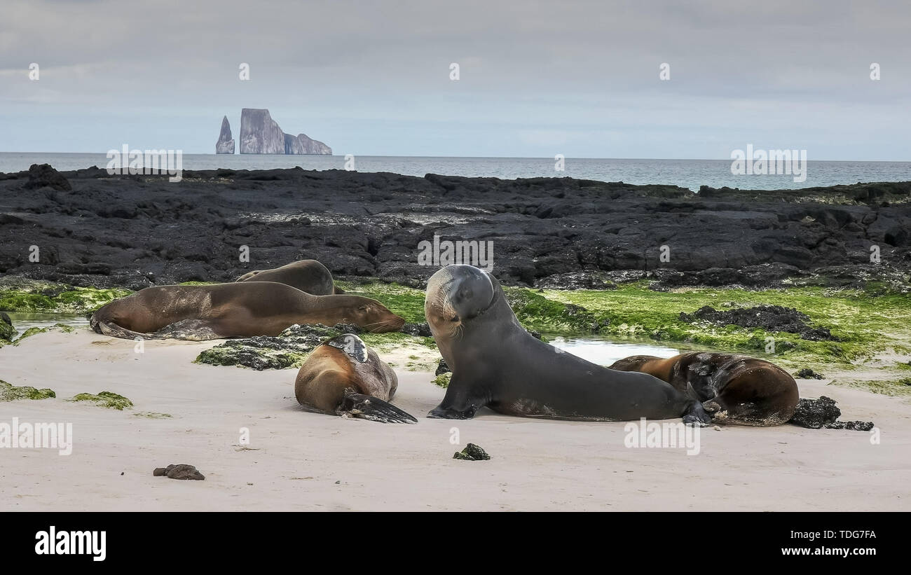 Seelöwen Rest auf dem Cerro Brujo Strand auf der Isla San Cristobal, mit Kicker Rock in der Ferne, auf den Galapagosinseln, Ecuador Stockfoto