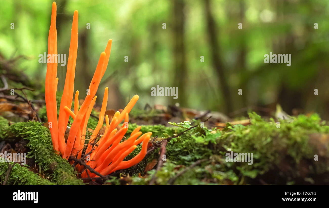 Ungewöhnliche orange Pilze wachsen im tarkine Regenwald an der