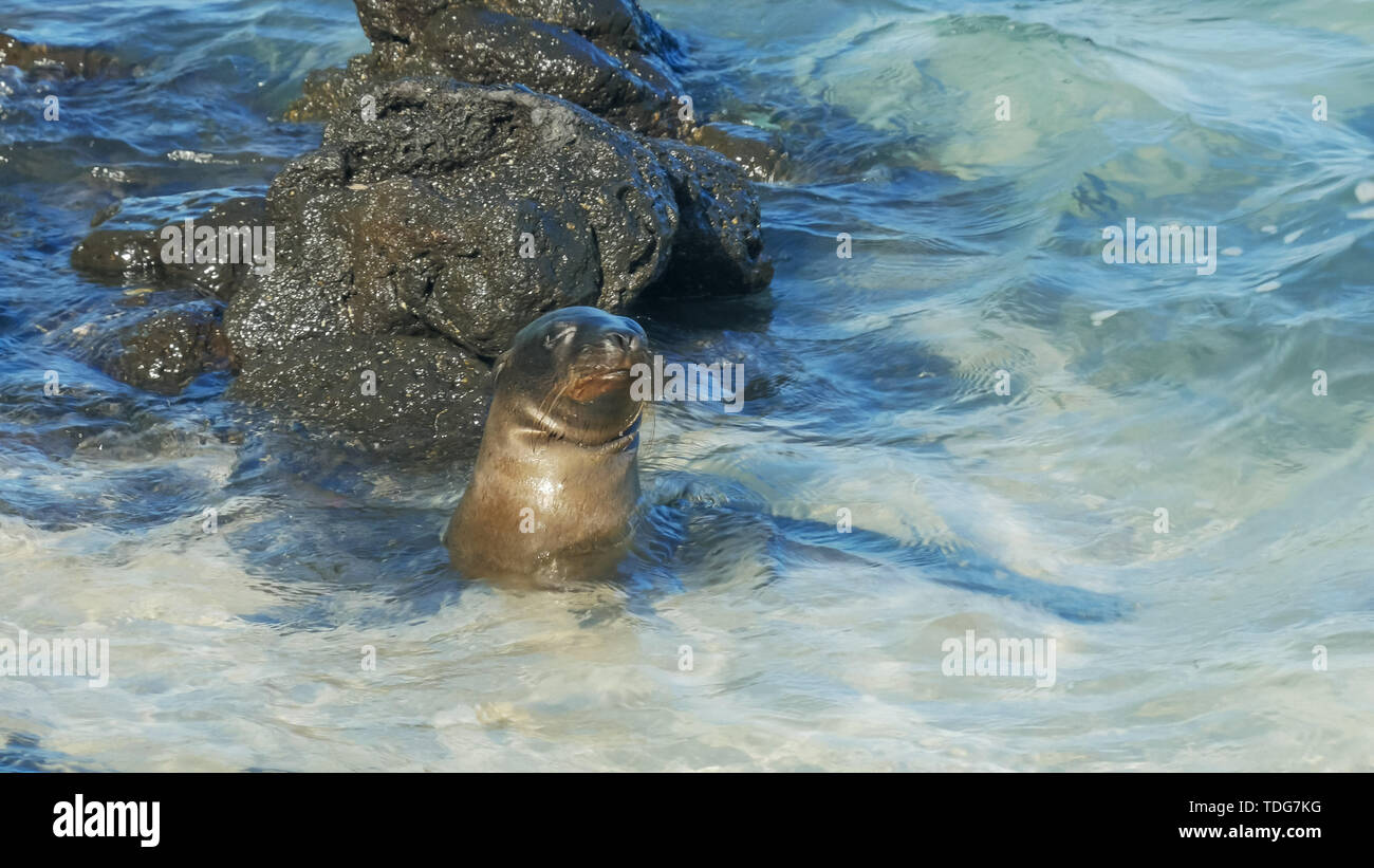 Eine junge Seelöwen schwimmen an einem Strand im Süden der Insel Plazas in der galapagosislands, Ecuador Stockfoto