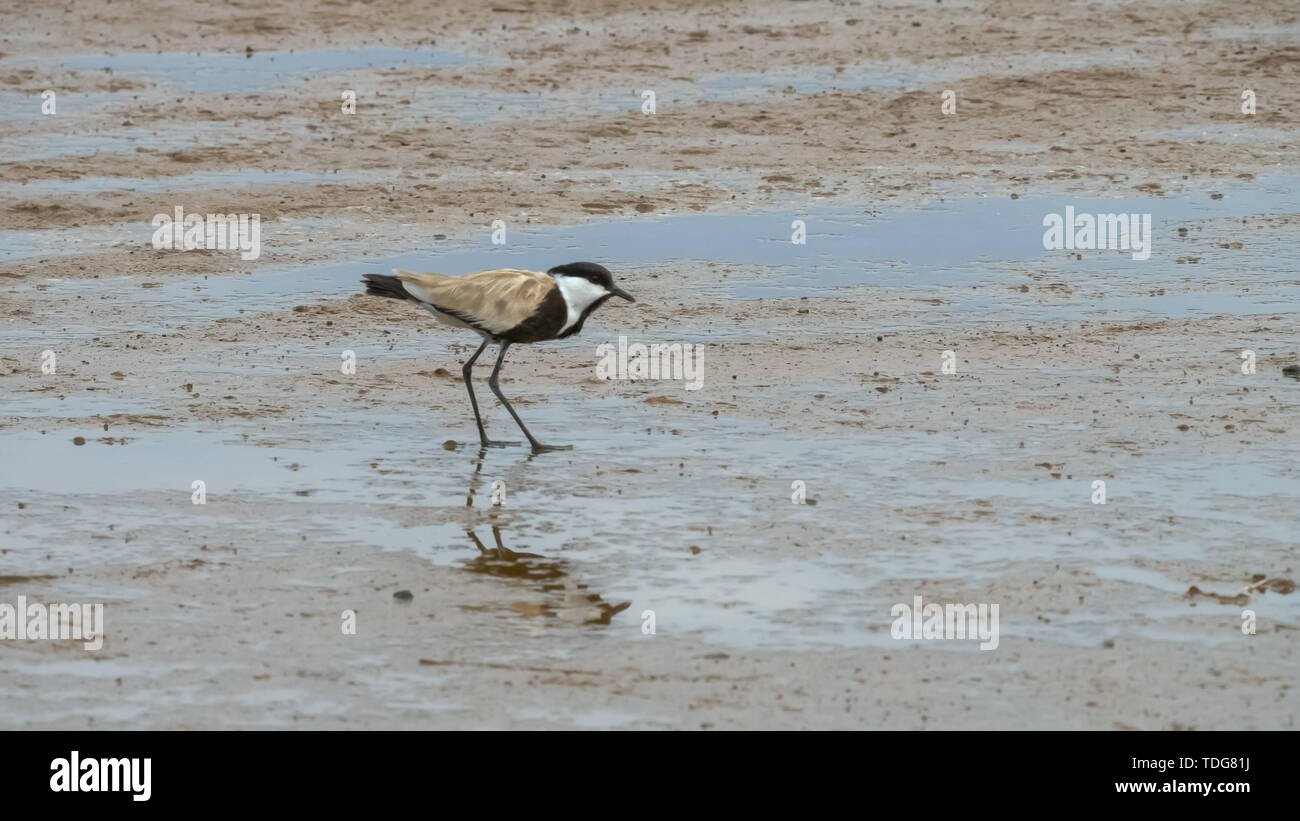 Eine geflügelte Sporn plover Feeds im Wattenmeer am Lake Bogoria in Kenia Stockfoto