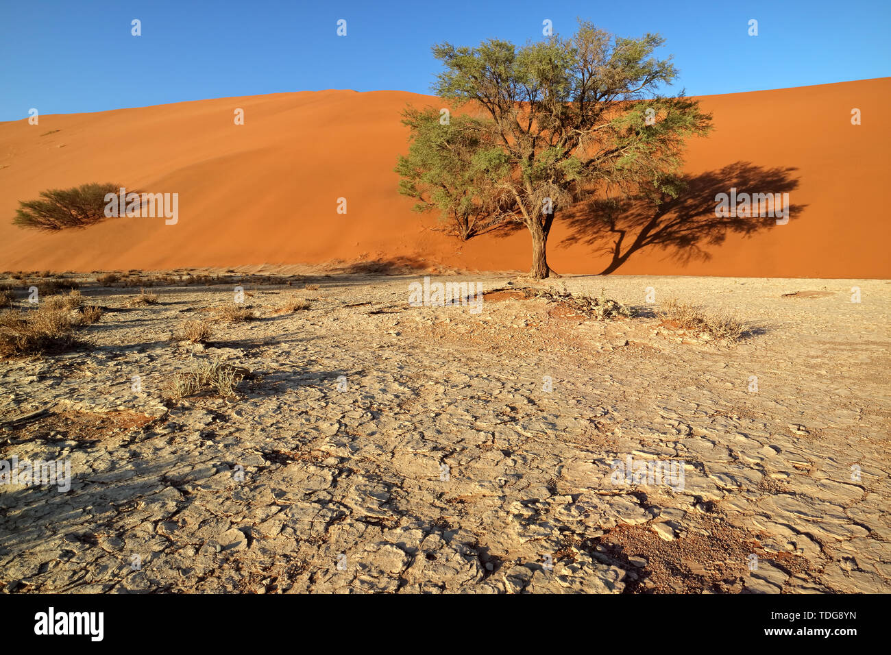 Roter Sand dune mit gecrackten Schlamm und Dornenbäumen, Sossusvlei, Namib, Namibia Stockfoto