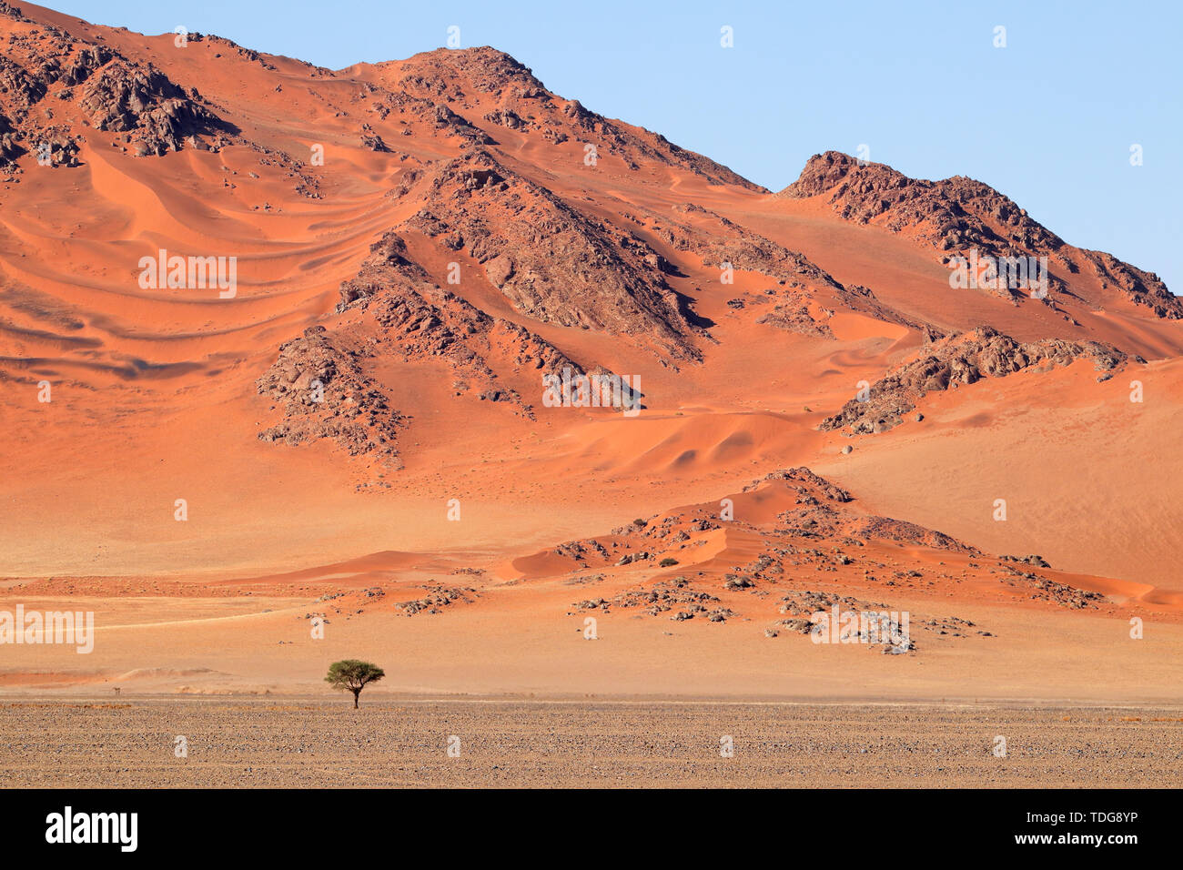 Robuste Dünenlandschaft Sossusvlei, Namib, Namibia Stockfoto