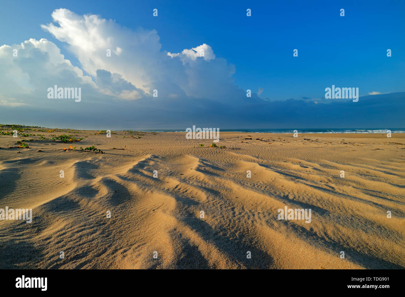 Malerische Strand am frühen Morgen mit Wind Muster in den Sand, Südafrika Stockfoto
