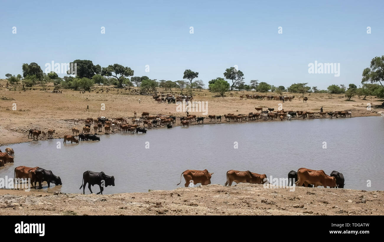 Maasai Hirten mit ihren Rindern in einem Dorf in der Nähe von Dam Masai Mara National Park zu Wasser, Kenia Stockfoto