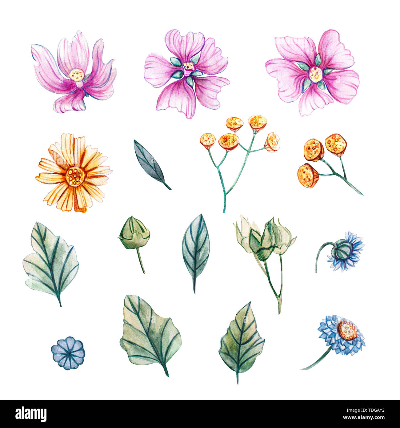 Satz von Aquarell Wildblumen und Blätter. Aquarell Illustrationen mit Rainfarn, Malve, Gänseblümchen, Kamille, grüne Blätter und Knospen. Isolierte ribbon auf w Stockfoto