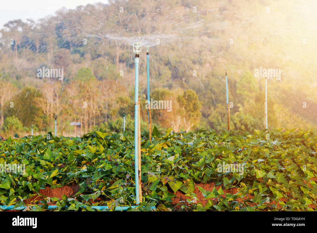 Sprinkleranlage-bewässerung System auf die Bewässerung im smart Farm reduziert die Zeit verwendet, Erträge steigern Stockfoto