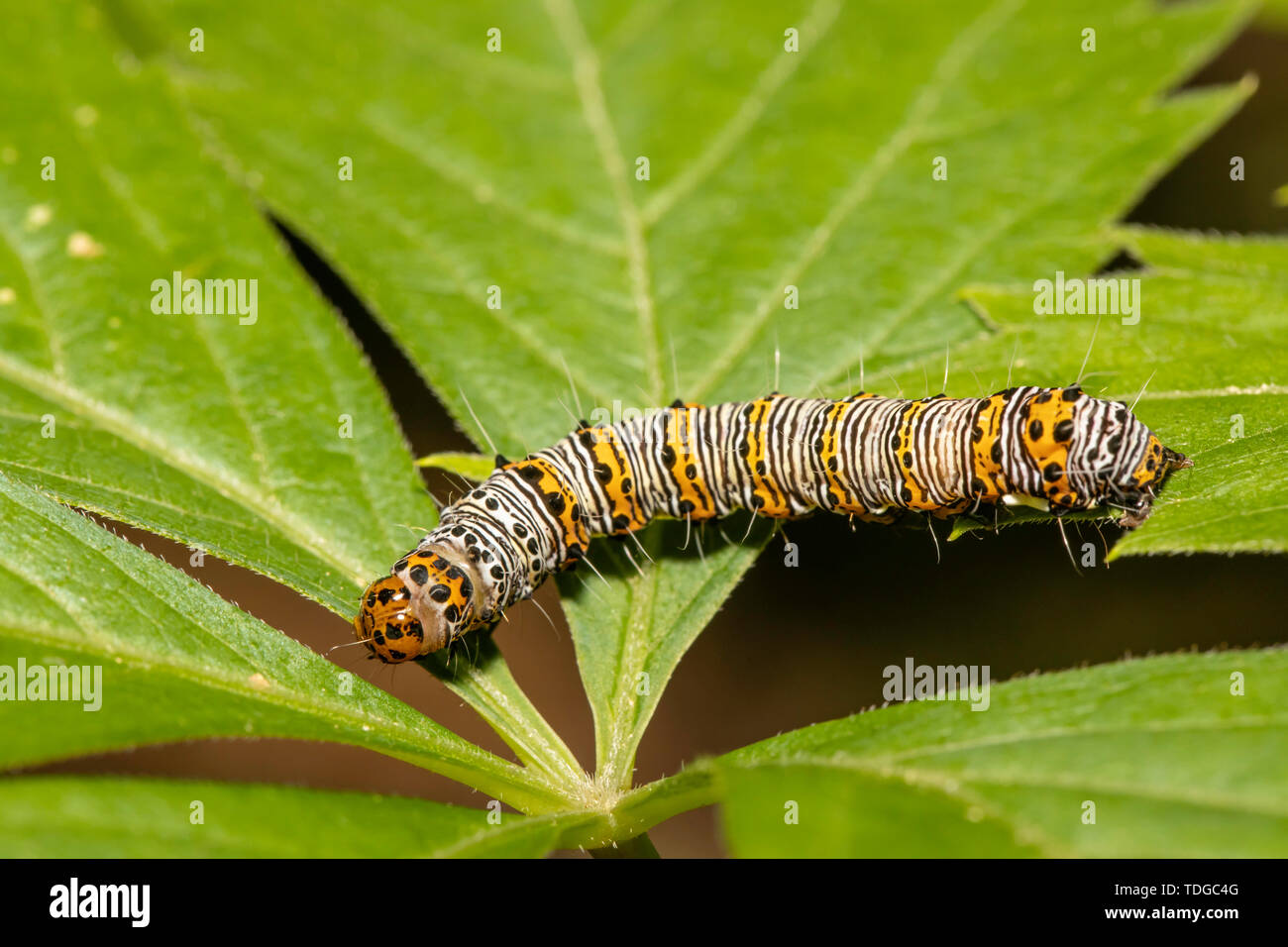 Acht-beschmutzte Förster Caterpillar - Alypia octomaculata Stockfoto