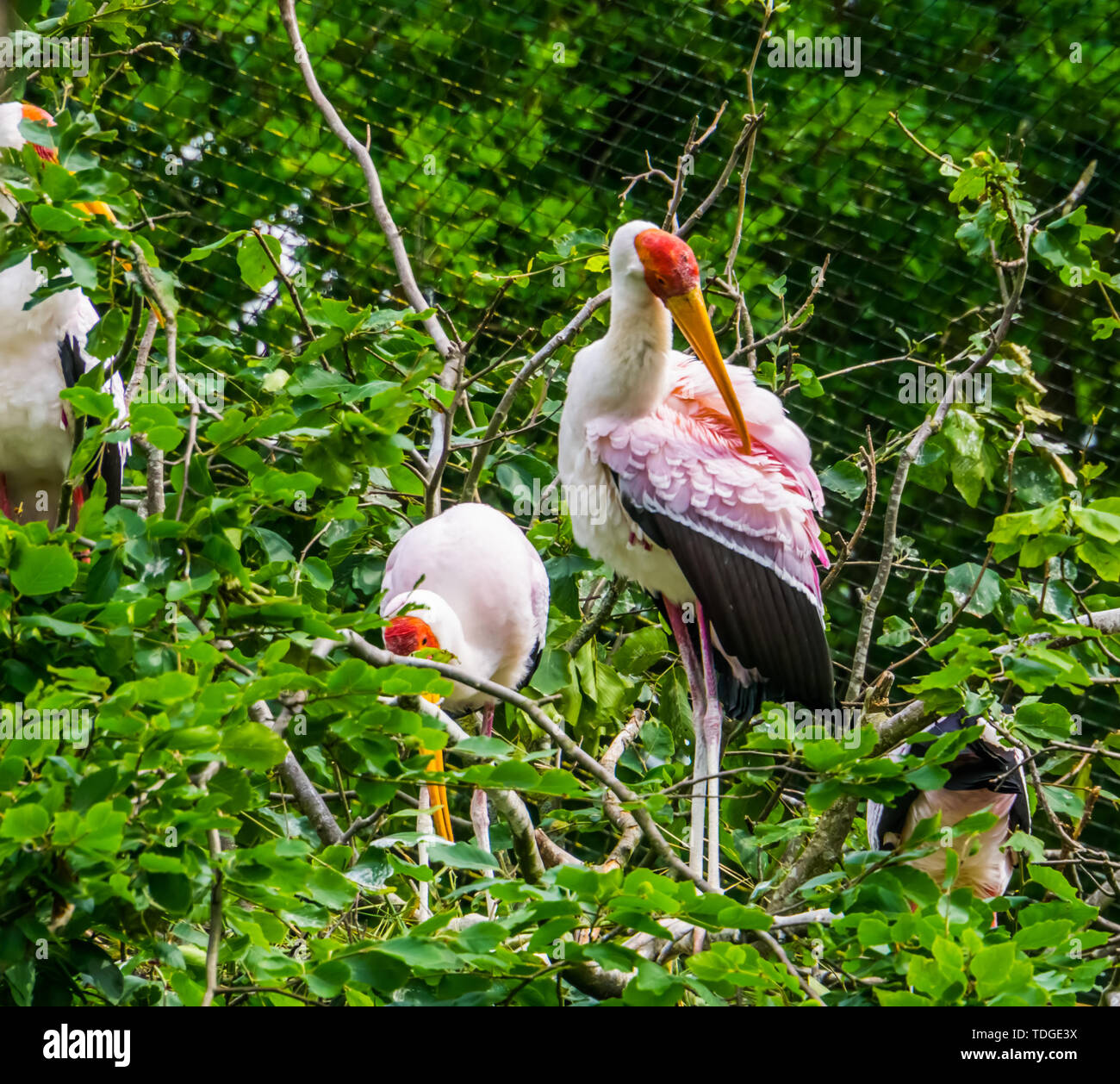 Nahaufnahme von Yellow billed Stork die Federn putzen in einem Baum, tropischen Vogel specie aus Afrika Stockfoto