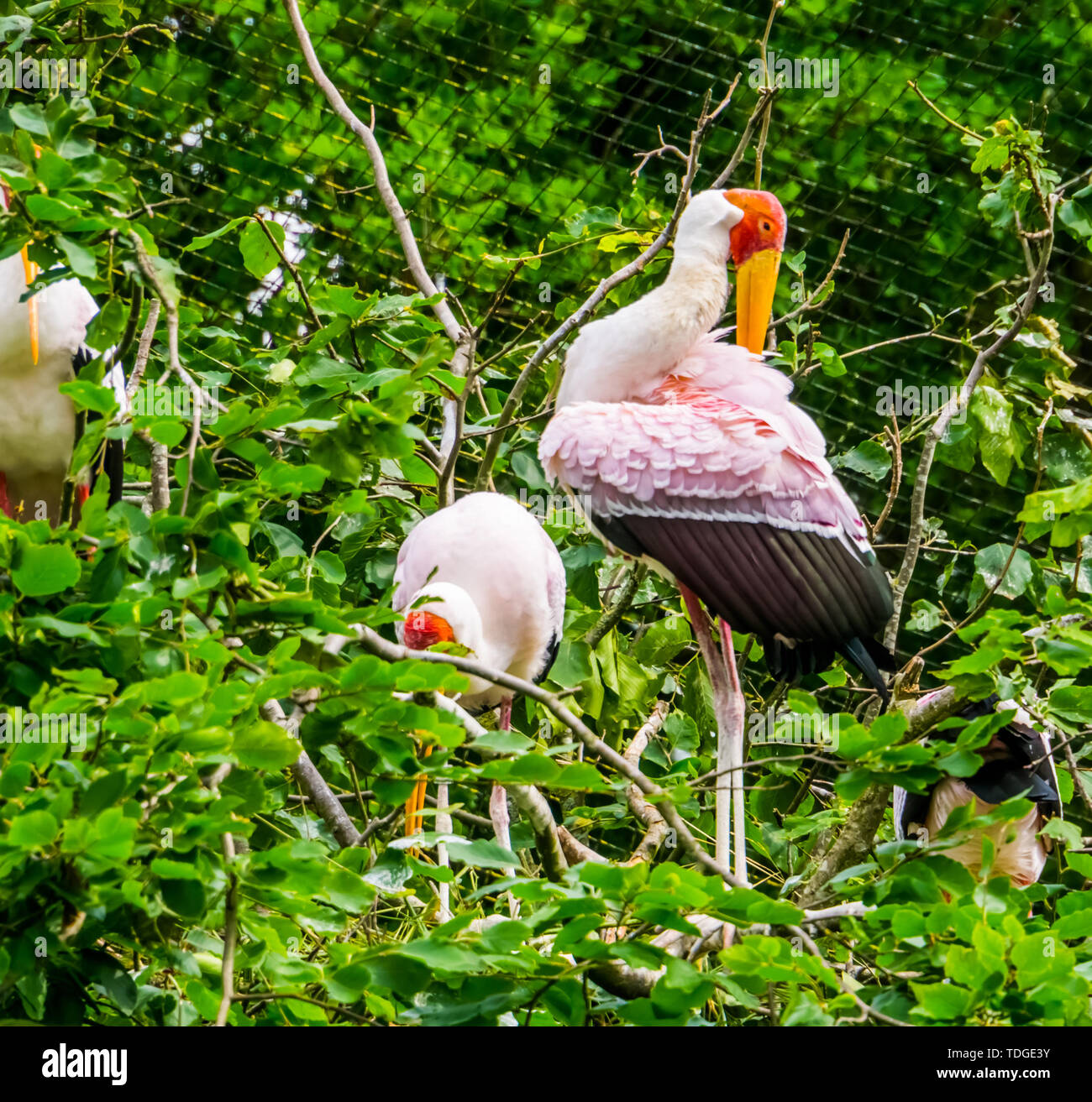 Yellow billed Stork in Nahaufnahme putzt seine Federn, tropischen Vogel specie aus Afrika Stockfoto