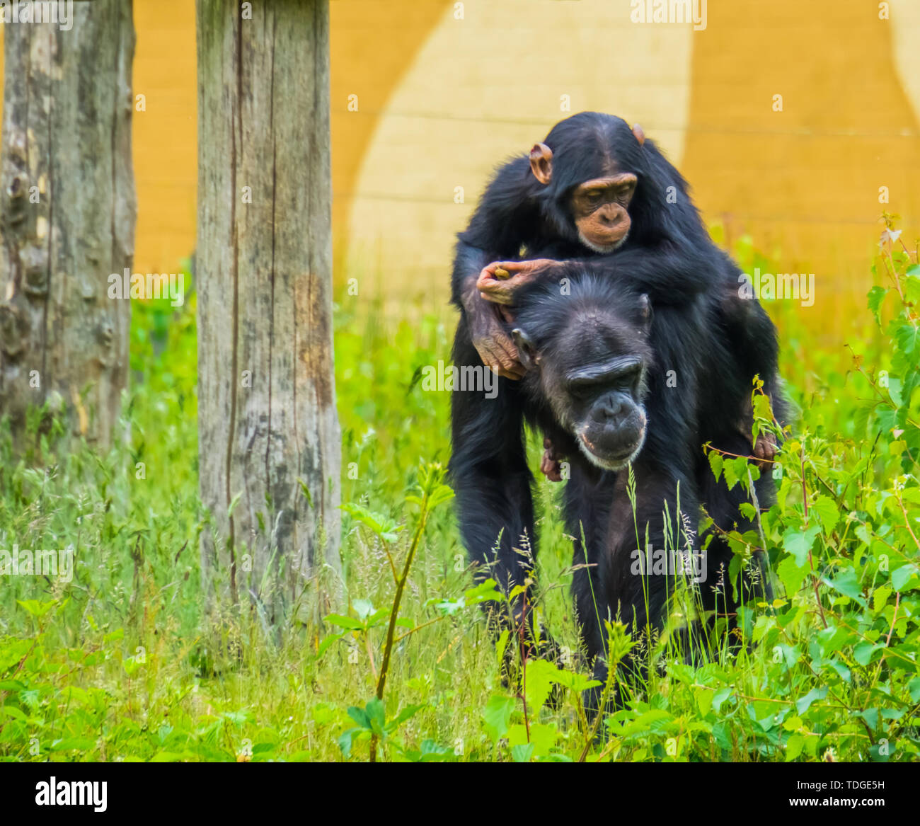 Portrait einer jungen westlichen Schimpansen auf dem Rücken eines erwachsenen Schimpansen, kritisch bedrohte Tierart aus Afrika Stockfoto
