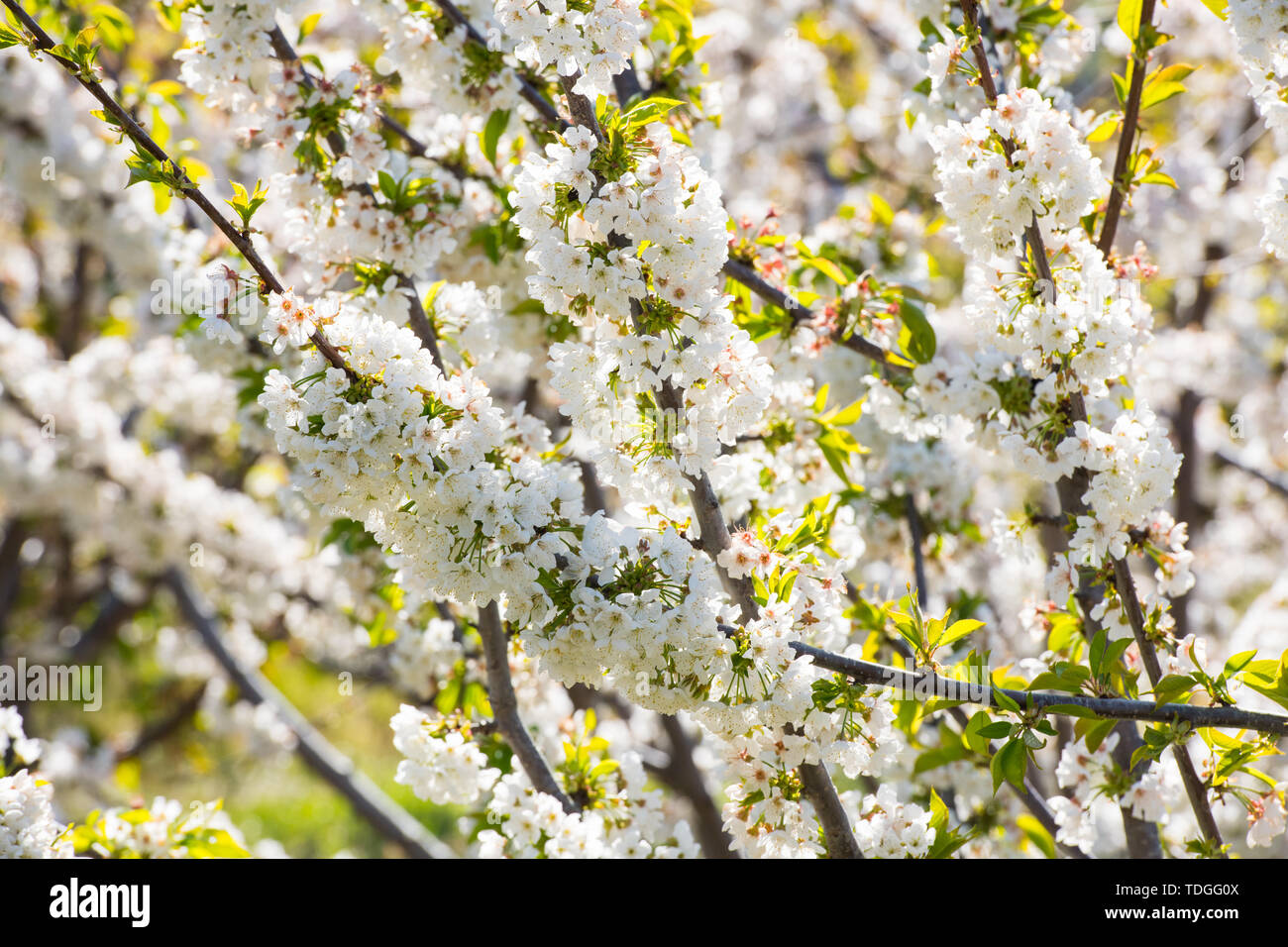 Detail der weißen Kirschblüten im Valdastilla, Valle del Jerte. Stockfoto