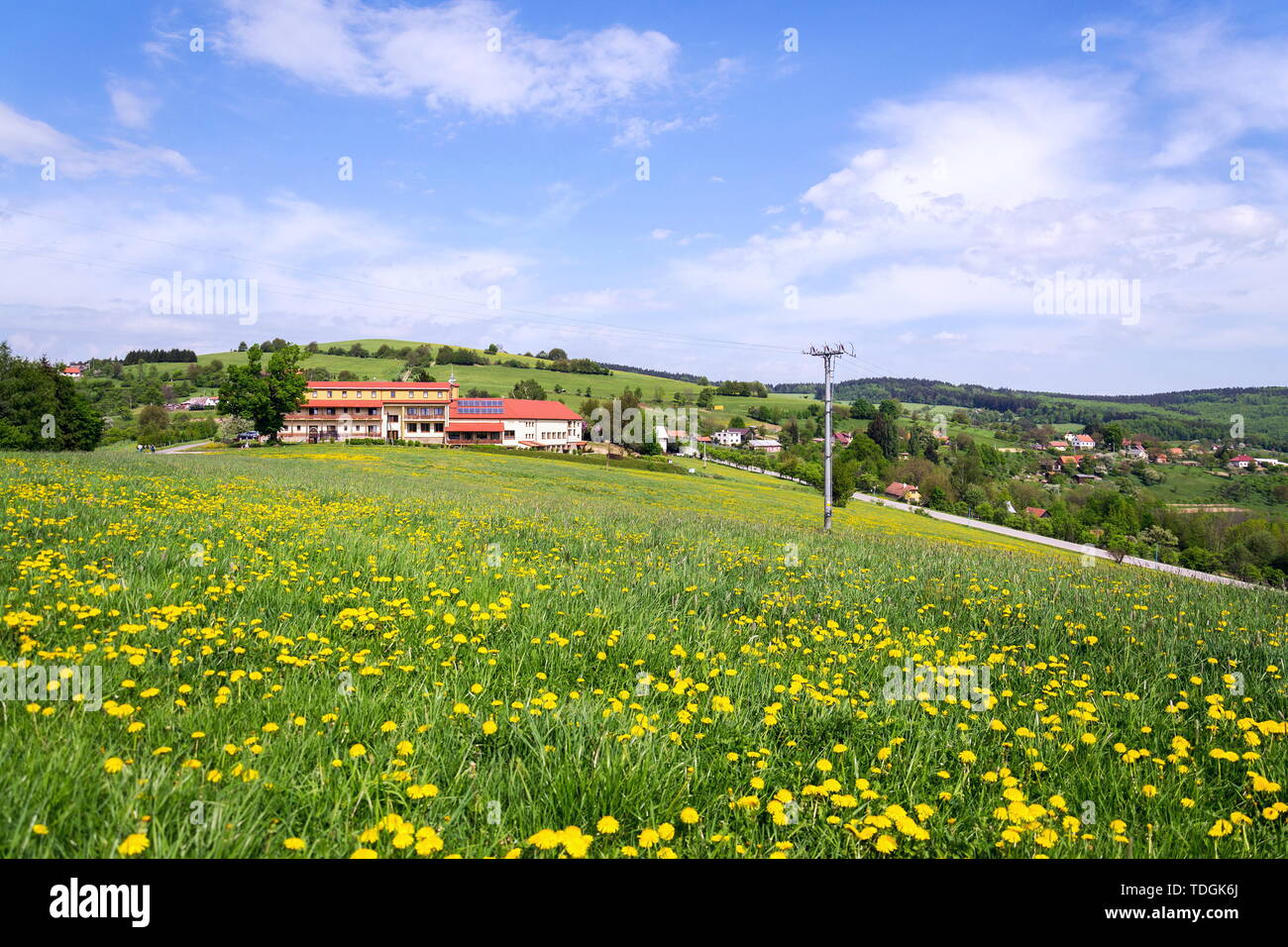 Schönen Sommer Landschaft mit blühenden gelben Löwenzahn um zitkova Dorf, Weiße Karpaten im Hintergrund, Tschechische und Slowakische Republik, Sonnig Stockfoto