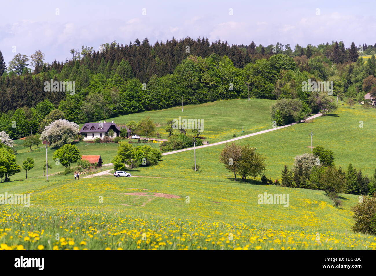 Schönen Sommer Landschaft mit blühenden gelben Löwenzahn um zitkova Dorf, Weiße Karpaten im Hintergrund, Tschechische und Slowakische Republik, Sonnig Stockfoto