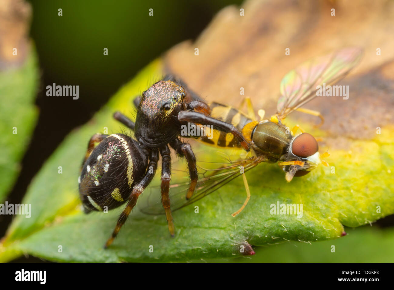 Jumping spider (Paraphidippus aurantius) mit der gefangenen Beute, einem Breitrandigen Kalligraph (Tomomerus Syrphus Marginatus) fliegen. Stockfoto