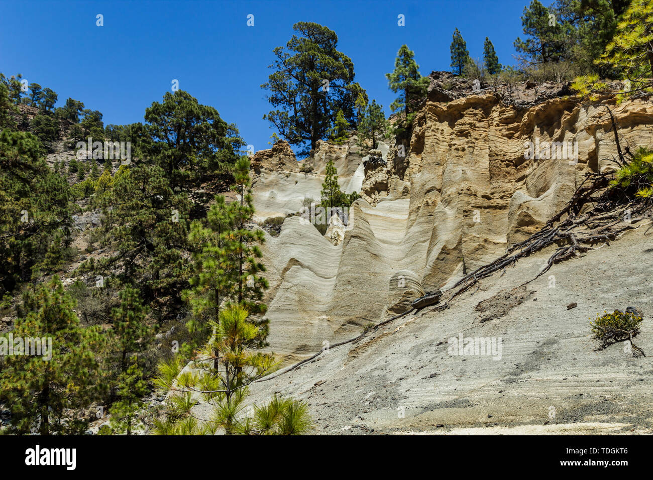 Erstaunlich Mondlandschaft mit fantastischen Felsformationen Paisaje Lunar. Kanarische Kiefernwald, klaren blauen Himmel. Teneriffa, Kanarische Inseln, Spanien. Stockfoto