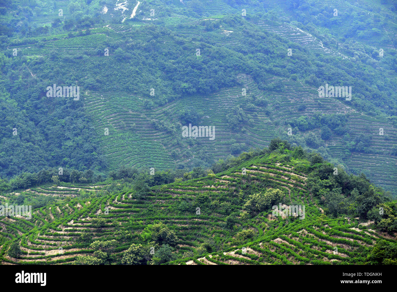 Landschaft von Mao Jian Kaffee Berg, Xinyang, Provinz Henan Stockfoto