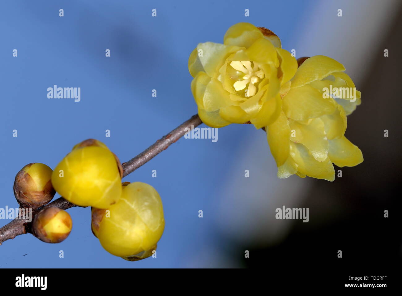 Plum flower Stockfoto