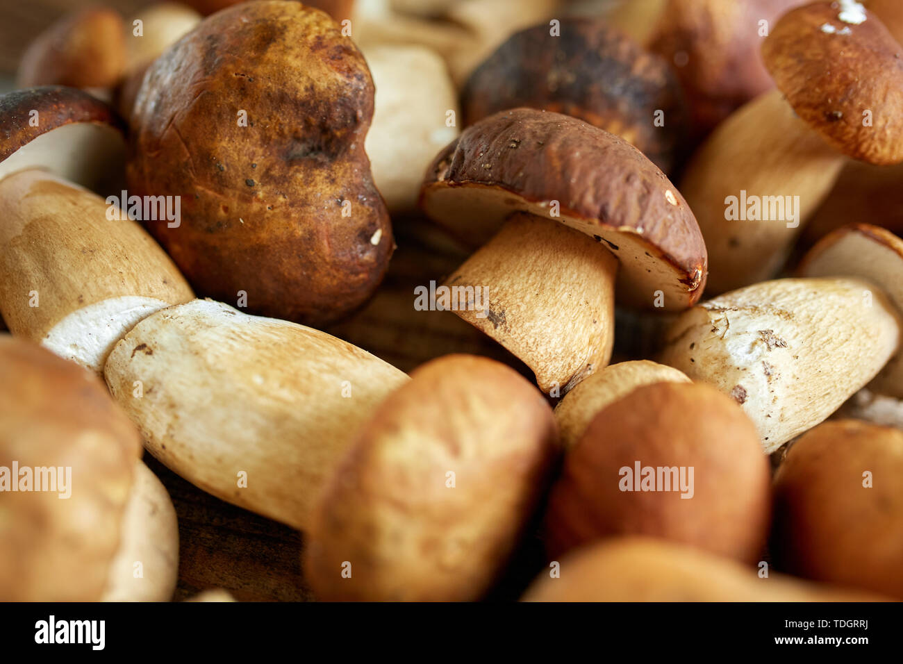Steinpilze auf einem Holzbrett, fertig gekocht zu werden Stockfoto