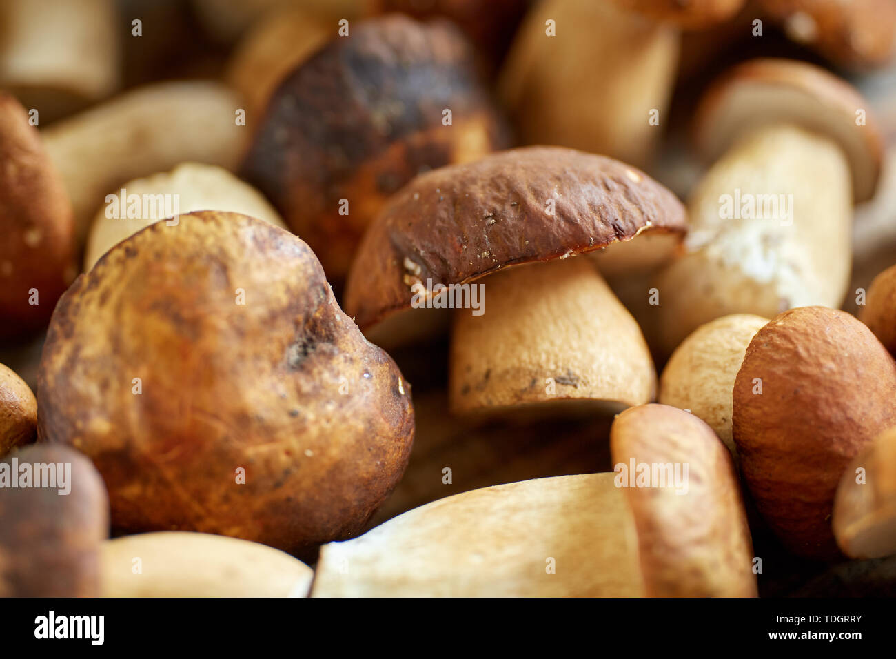 Steinpilze auf einem Holzbrett, fertig gekocht zu werden Stockfoto