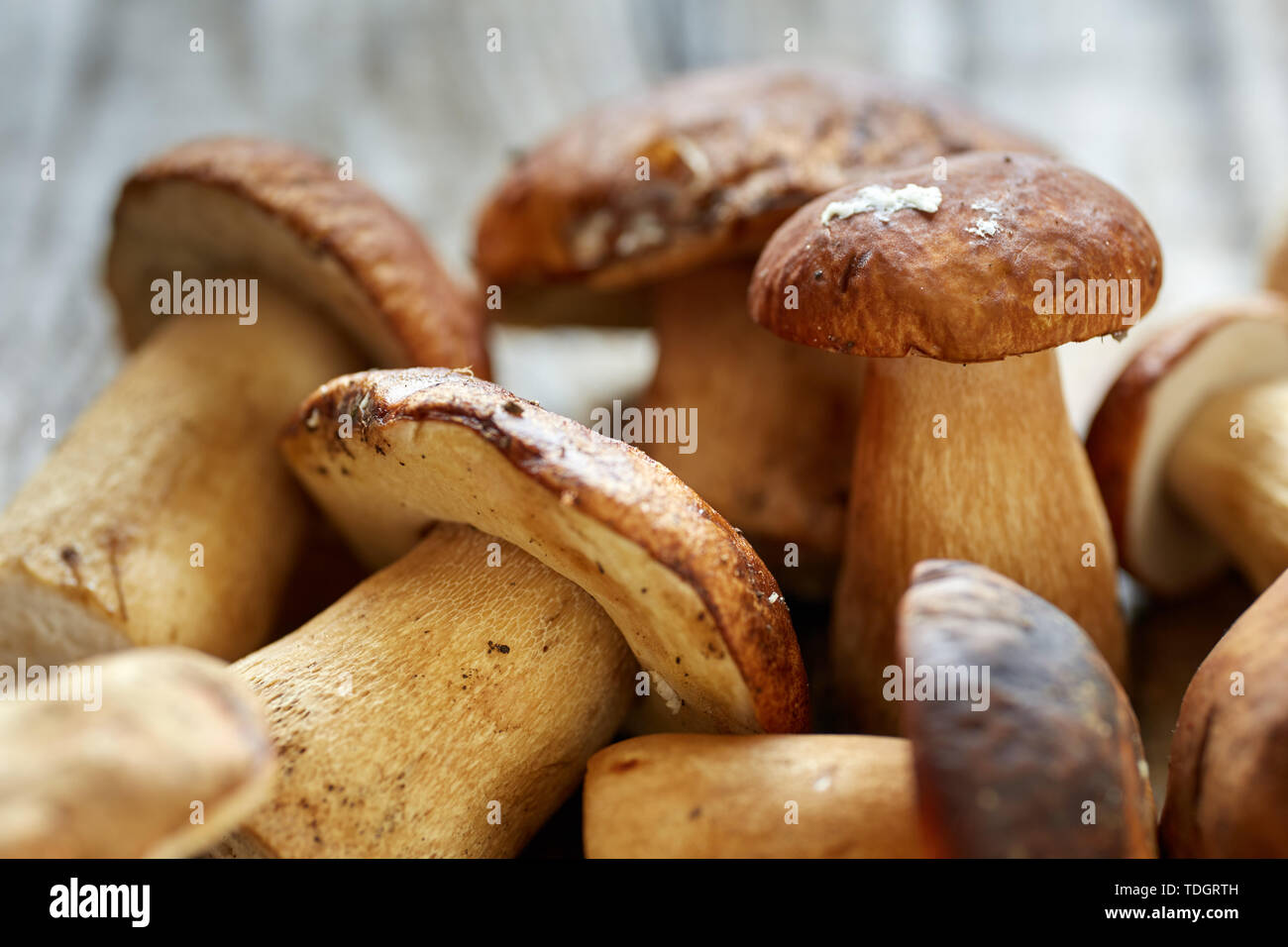 Steinpilze auf einem Holzbrett, fertig gekocht zu werden Stockfoto