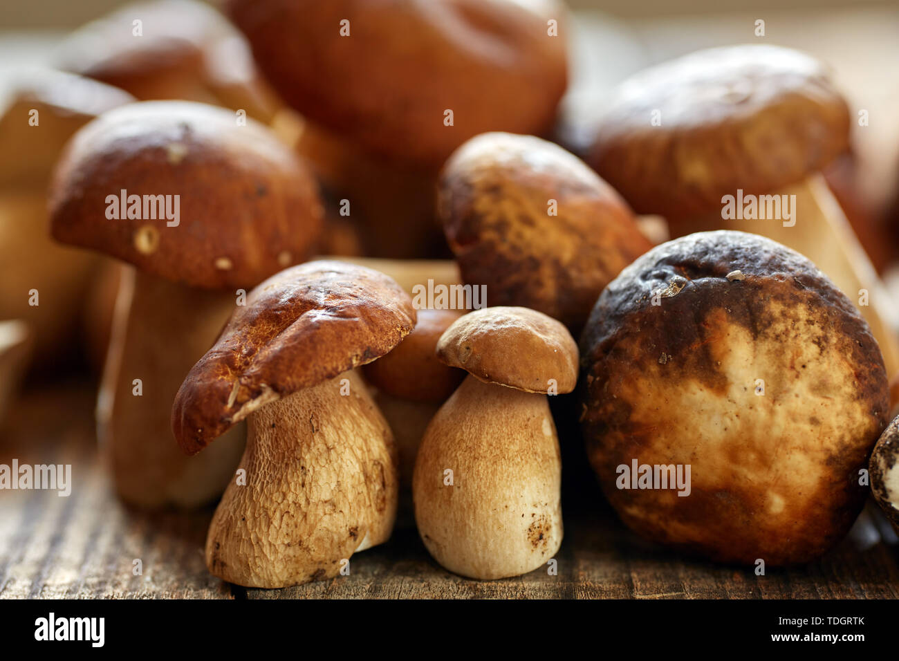Steinpilze auf einem Holzbrett, fertig gekocht zu werden Stockfoto