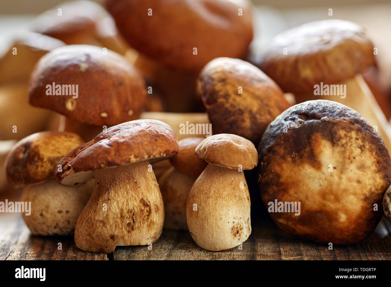 Steinpilze auf einem Holzbrett, fertig gekocht zu werden Stockfoto