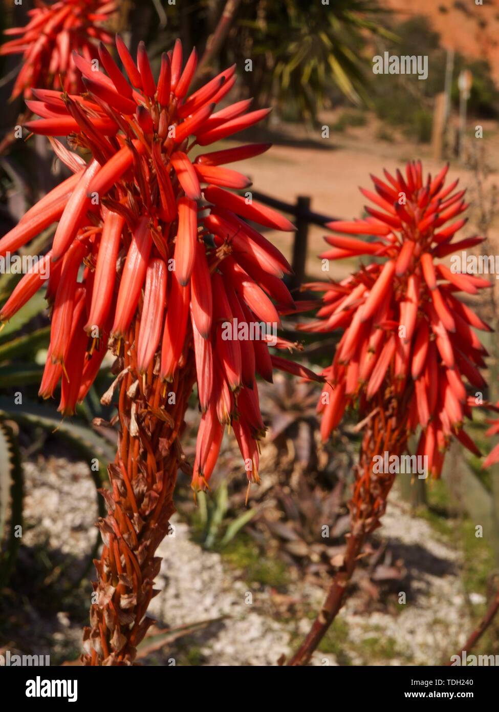 Makro einer Agave cactus Blume in Rot Stockfoto
