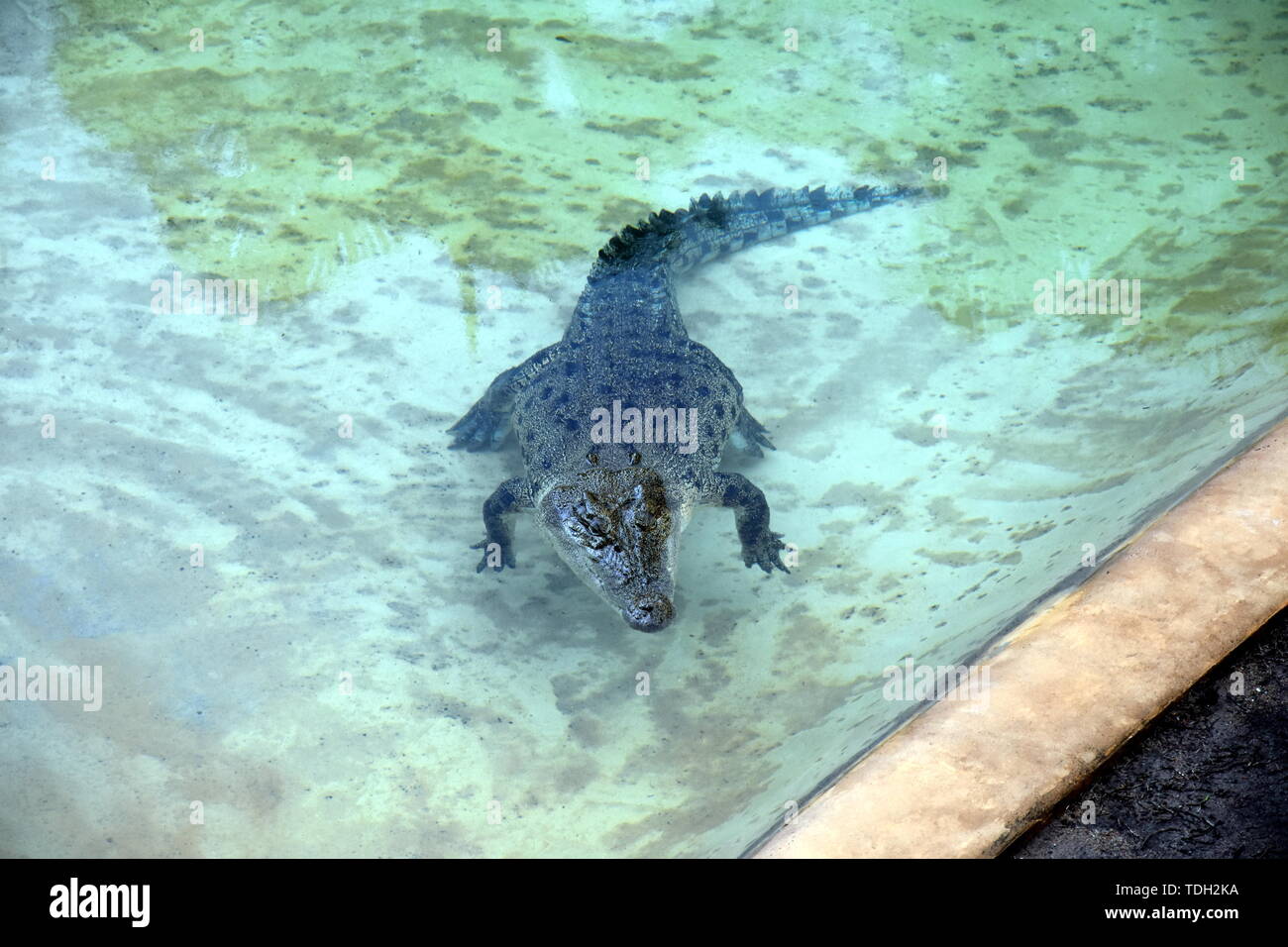 Beerwah, Australien - Apr 22, 2019. Krokodil ruhen im Pool. Australia Zoo in Queensland an der Sunshine Coast entfernt. Der Zoo enthält eine wid Stockfoto