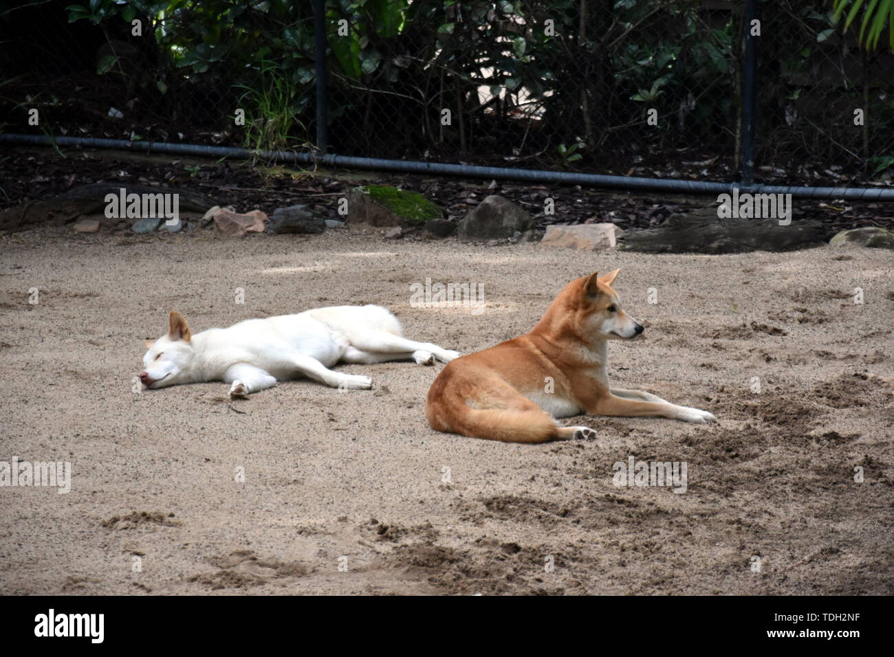 Beerwah, Australien - Apr 22, 2019. Weiß und Rot Dingos in der Nachmittagssonne in den Australia Zoo. Der Dingo oder Canis Lupus ist eine kostenlose umfassende Hund Stockfoto