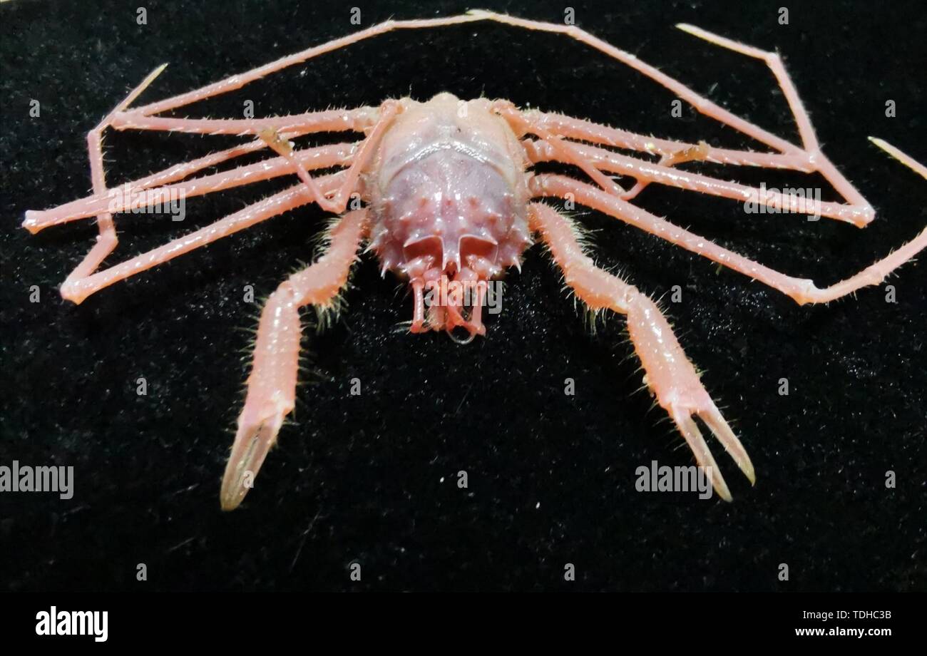 (190616) - AN BORD KEXUE, Juni 16, 2019 (Xinhua) - Foto am 31. Mai 2019 zeigt ein Deep-sea Crab von Discovery, eine remote betriebenen Fahrzeug an Bord Chinas Forschungsschiff KEXUE (Wissenschaft), im westlichen Pazifischen Ozean gesammelt. KEXUE beendete seine Untersuchung der SEAMOUNTS im Westen der Pazifische Ozean und begann am 15. Juni zu segeln. Während der Expedition, Entdeckung, eine remote betriebenen Fahrzeug an Bord KEXUE, 19 Tauchgänge und mehr als 800 Sammlungen biologischer Proben, einschließlich Korallen, Schwämme, Garnelen und Muscheln erfasst. "Es gibt etwa 250 Arten, die in den Sammlungen, ein Stockfoto