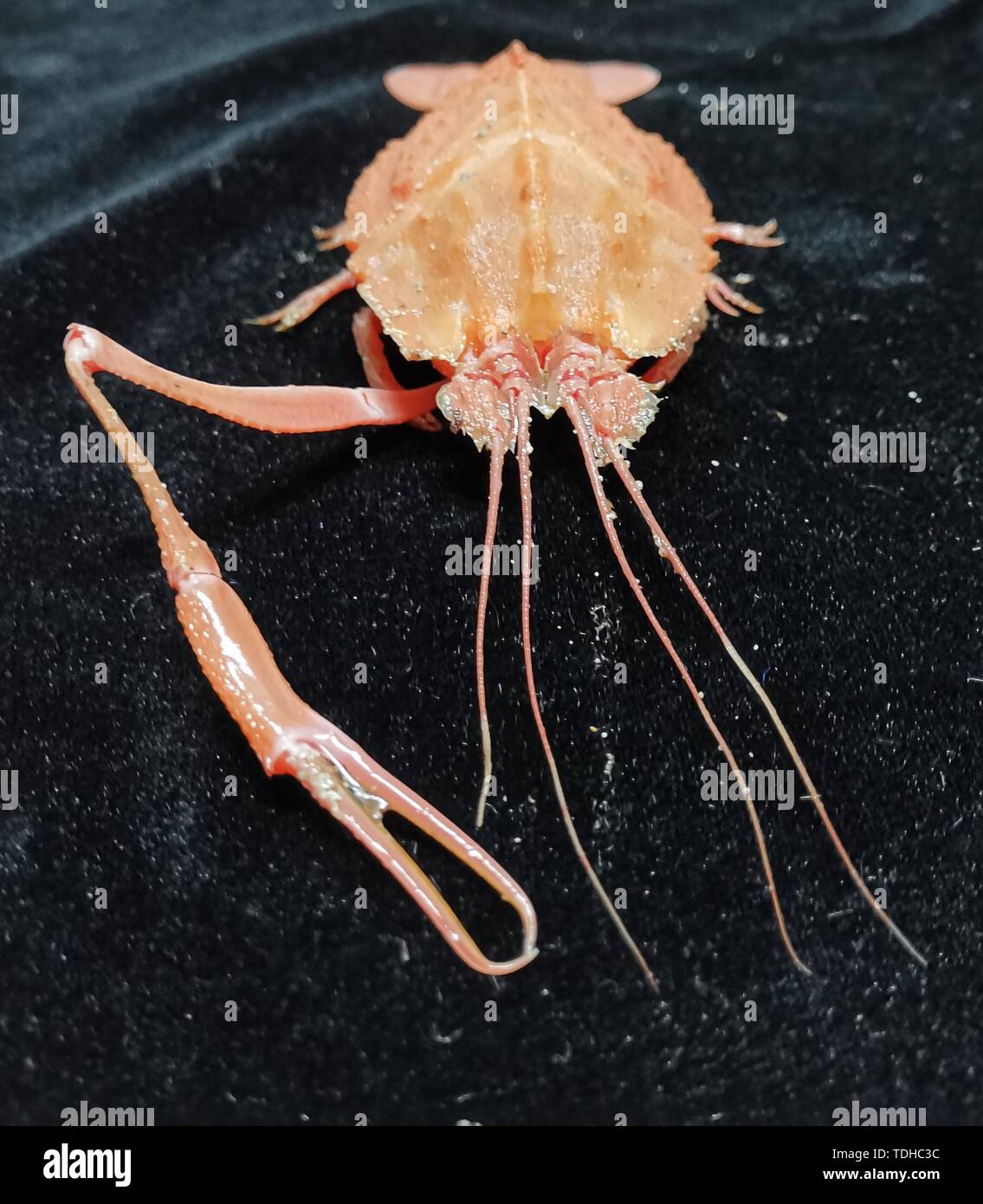 (190616) - AN BORD KEXUE, Juni 16, 2019 (Xinhua) - Foto am 31. Mai 2019 zeigt ein Deep-sea Crab von Discovery, eine remote betriebenen Fahrzeug an Bord Chinas Forschungsschiff KEXUE (Wissenschaft), im westlichen Pazifischen Ozean gesammelt. KEXUE beendete seine Untersuchung der SEAMOUNTS im Westen der Pazifische Ozean und begann am 15. Juni zu segeln. Während der Expedition, Entdeckung, eine remote betriebenen Fahrzeug an Bord KEXUE, 19 Tauchgänge und mehr als 800 Sammlungen biologischer Proben, einschließlich Korallen, Schwämme, Garnelen und Muscheln erfasst. "Es gibt etwa 250 Arten, die in den Sammlungen, ein Stockfoto