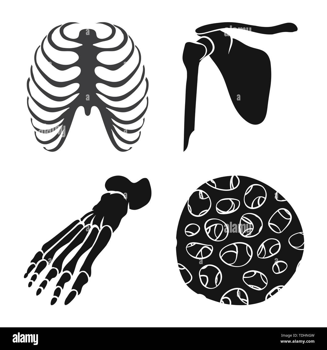 Vector Illustration von Biologie und Medizin. Satz von Biologie und Skelett Lager Symbol für das Web. Stock Vektor