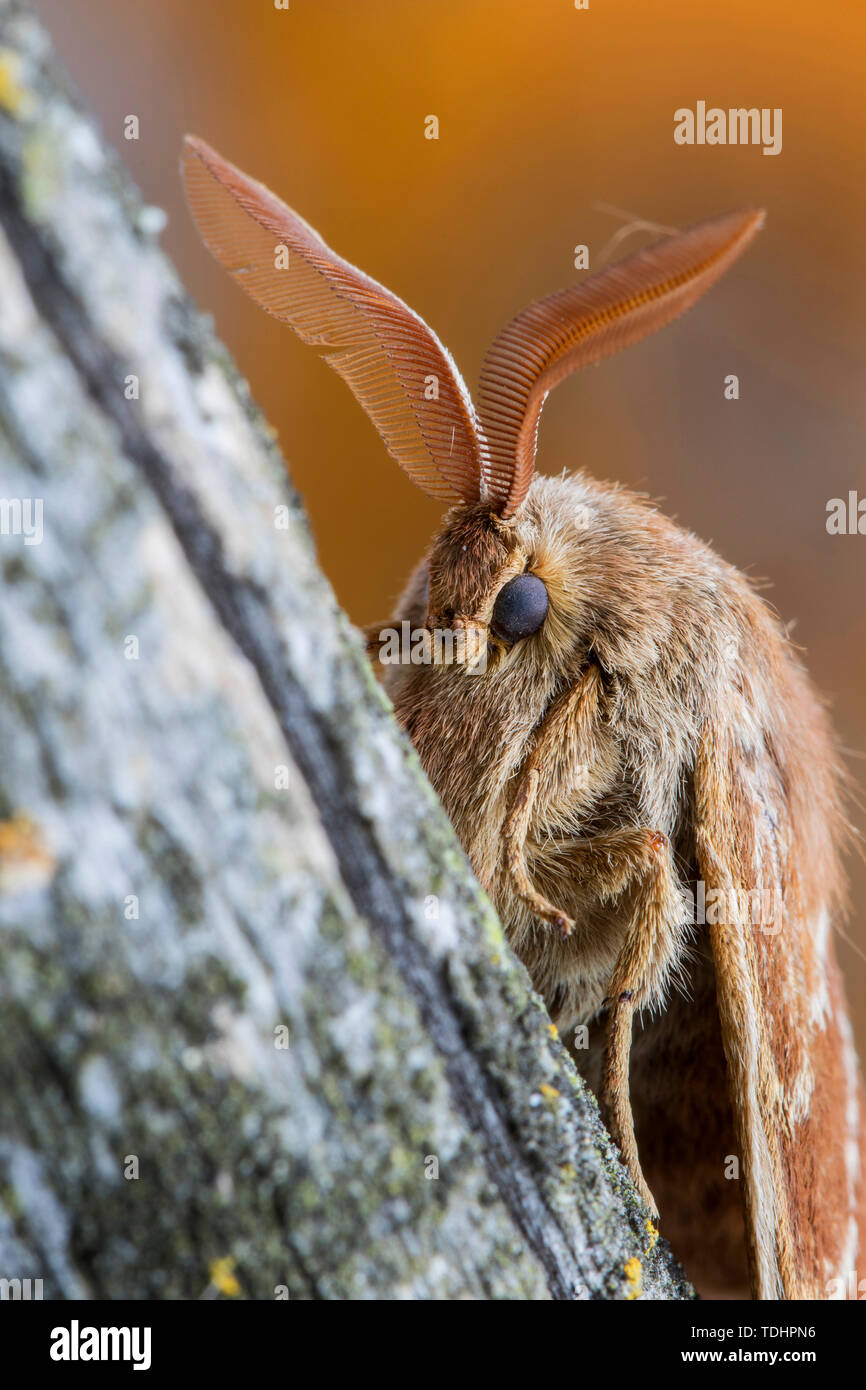 Portrait der männlichen Fox Moth (Macrothylacia Rubi). Insekt der Familie Lasiocampidae ruht auf einem Stamm. Stockfoto