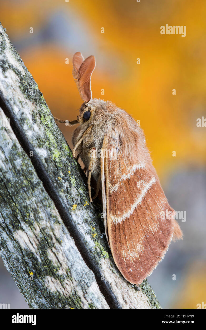 Männliche fox Moth (Macrothylacia Rubi). Insekt der Familie Lasiocampidae ruht auf einem Stamm. Stockfoto