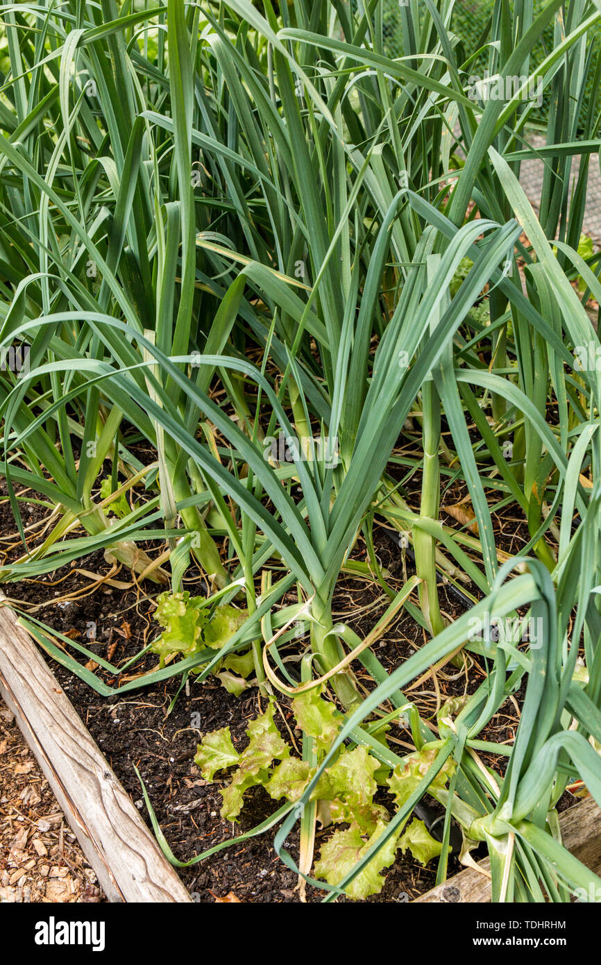 Porree/Lauch und Salat beginnt in einem Hochbeet Garten in Issaquah, Washington, USA. Kopfsalat ist ein Begleiter für Lauch. Stockfoto