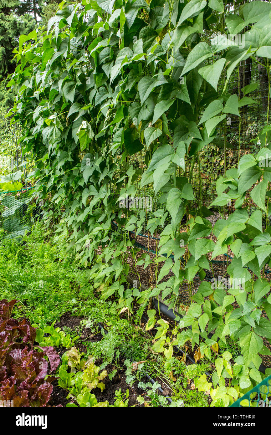 Monte Cristo pole Beans, Merlot looseleaf Salat, Yaya Karotten und Kohl beginnt in einem Garten in Issaquah, Washington, USA. Karotten sind ein Begleiter pl Stockfoto