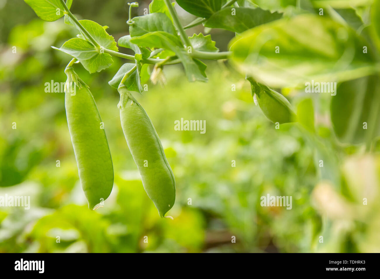 Reif Schnee Erbsen auf der Rebe in einem Garten in Issaquah, Washington, USA Stockfoto