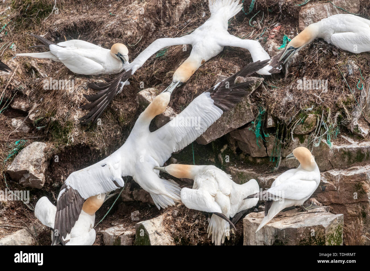 Ein Kampf bricht aus unter den Basstölpel Nesting am Kap St. Mary's Ecological Reserve Kolonie. Stockfoto