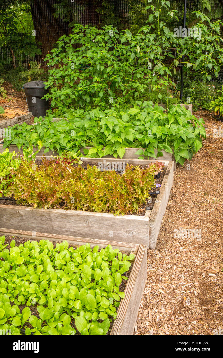 Das üppig-suchen Mirrormont gemeinschaft Garten mit Bok Choy, Salat ...