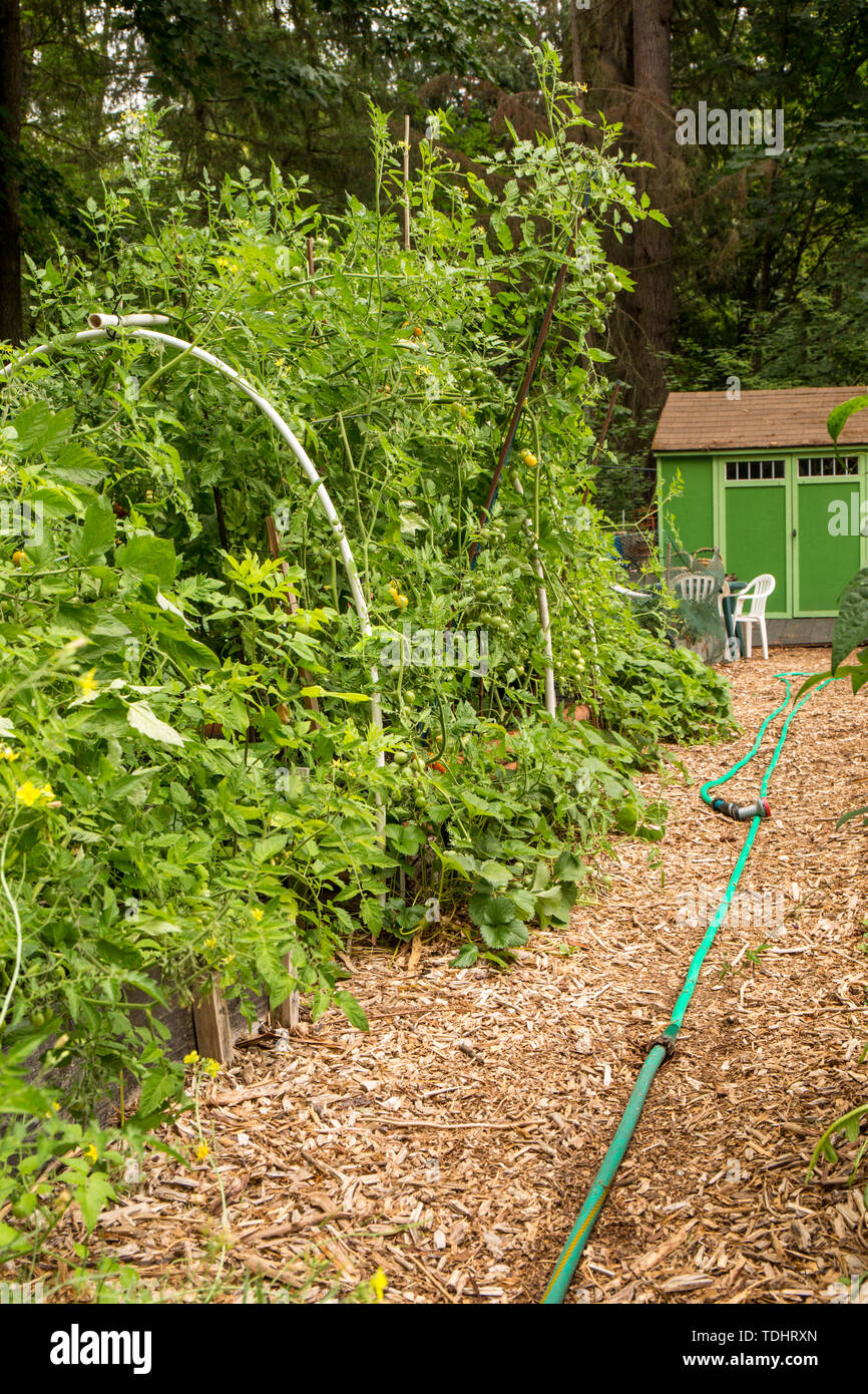 Pfad durch das Mirrormont Pea Patch Gemeinschaft Gemüsegarten in Richtung Werkzeug in Issaquah, Washington, USA. Tomaten wachsen auf der linken Seite Stockfoto