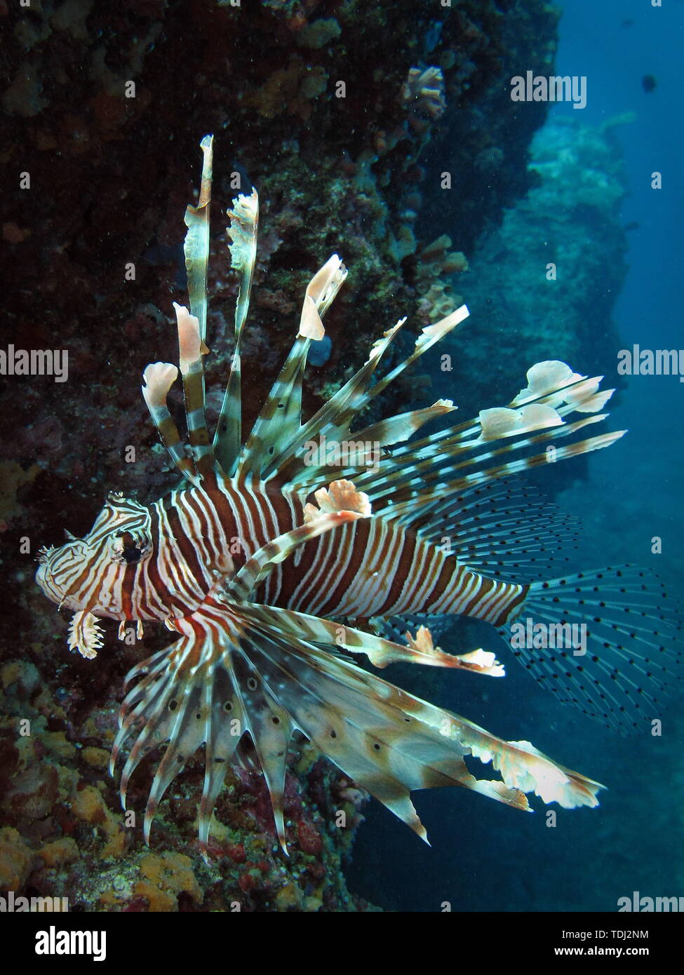 Maledivische rotfeuerfisch 2 Stockfoto