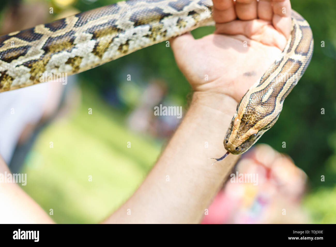 Leiter der Netzpython in die Hände des Menschen Stockfoto