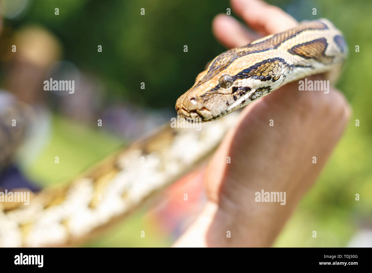 Leiter der Netzpython in die Hände des Menschen Stockfoto